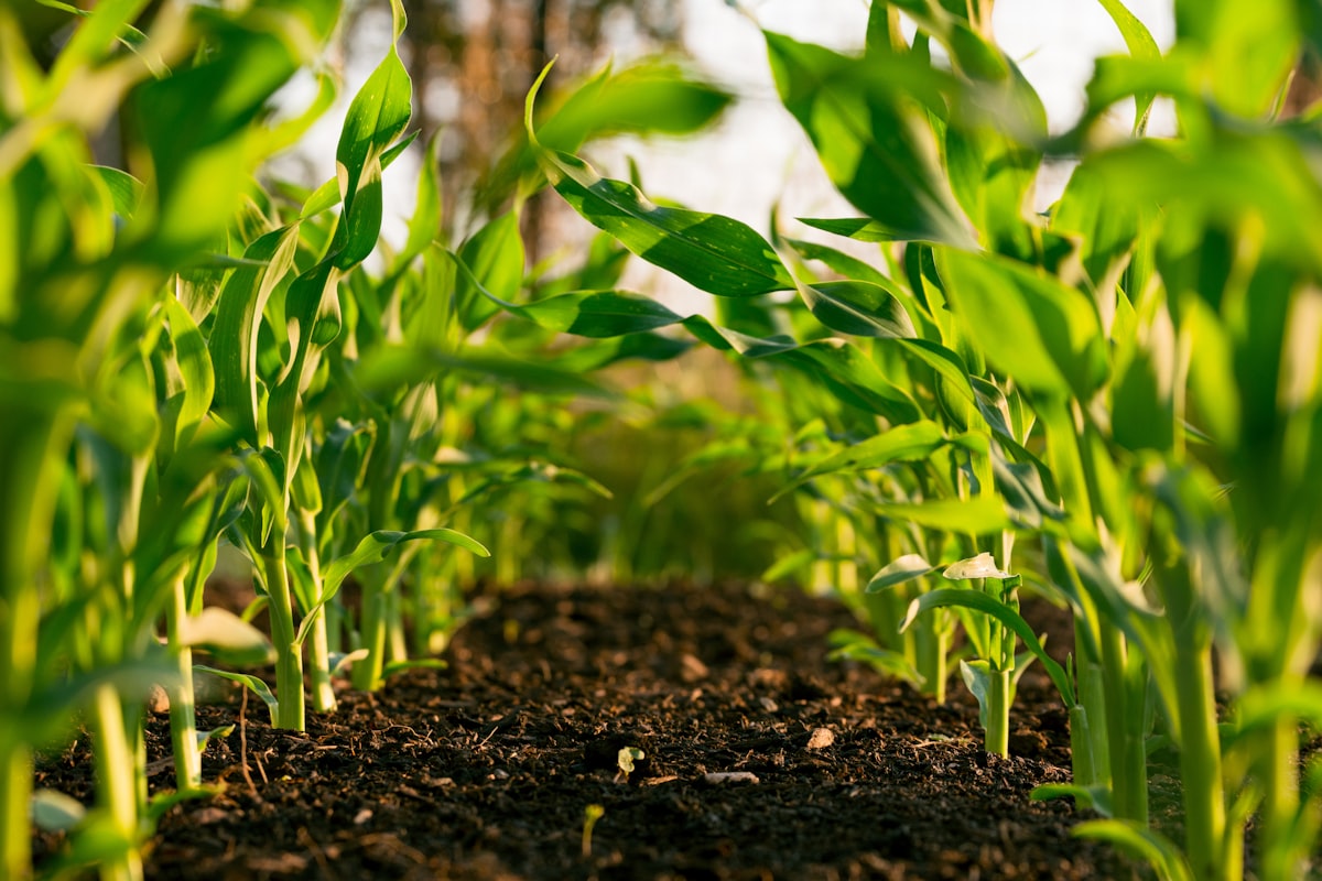 Agroecology & Climate-Smart Farming project